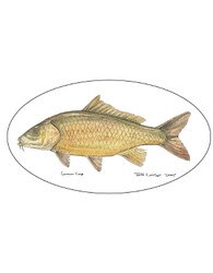 Pescador On The Fly Carp Decal in Carp